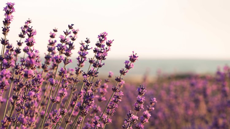 ল্যাভেন্ডারে থাকা লিনালুল নামের উপাদানটি মশা অপছন্দ করে। তাই বাসায় এ উদ্ভিদটি থাকলে মশার উপদ্রব কমে যায়। ছবি: পেক্সেলস