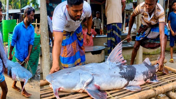 যমুনায় জেলের জালে ৪১ কেজির বাগাড়। ছবি: আজকের পত্রিকা