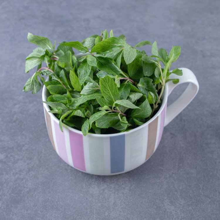 পুদিনার মেন্থলযুক্ত গন্ধ মশা অপছন্দ করে।