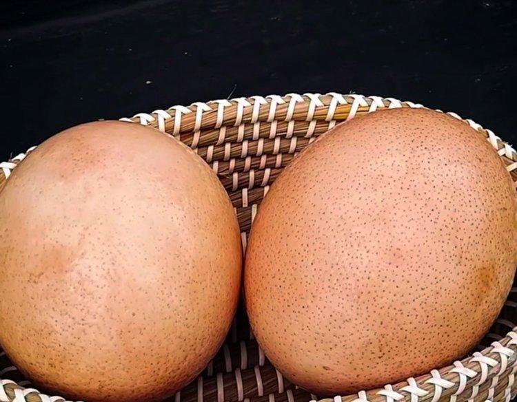 উটপাখির ডিম। ছবি: আজকের পত্রিকা