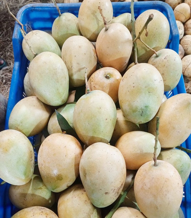 আম্রপালি আম। ছবি: আজকের পত্রিকা