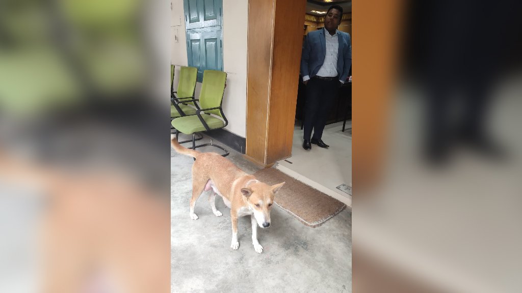 ৮ কুকুরছানা হত্যায় সরকারি কর্মকর্তাকে বাসা ছাড়তে বাধ্য করল প্রশাসন, মামলার প্রস্তুতি