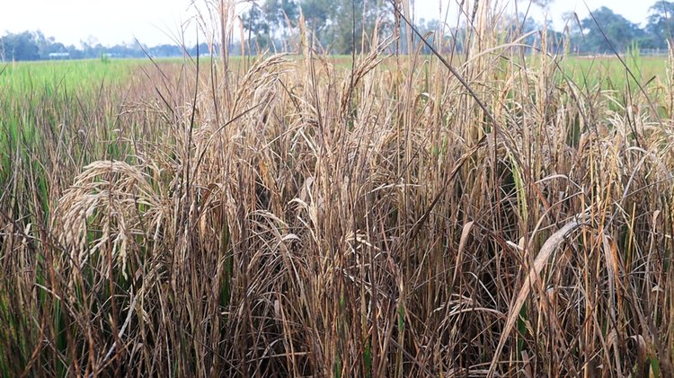 নষ্ট হওয়া ধানখেত। ছবি: আজকের পত্রিকা