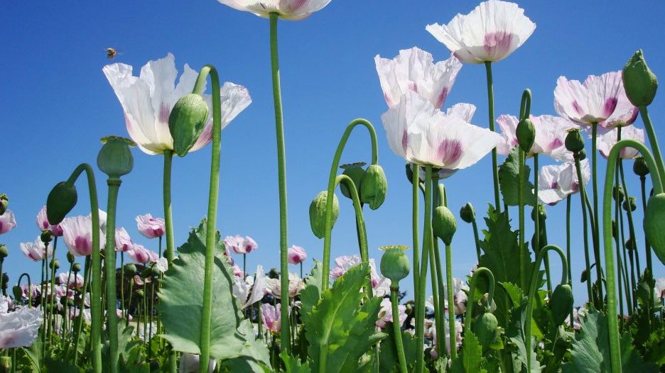 মিয়ানমারে ‘শান্তির ফুল’ পপির কারণে দেশে বাড়ছে উদ্বেগ