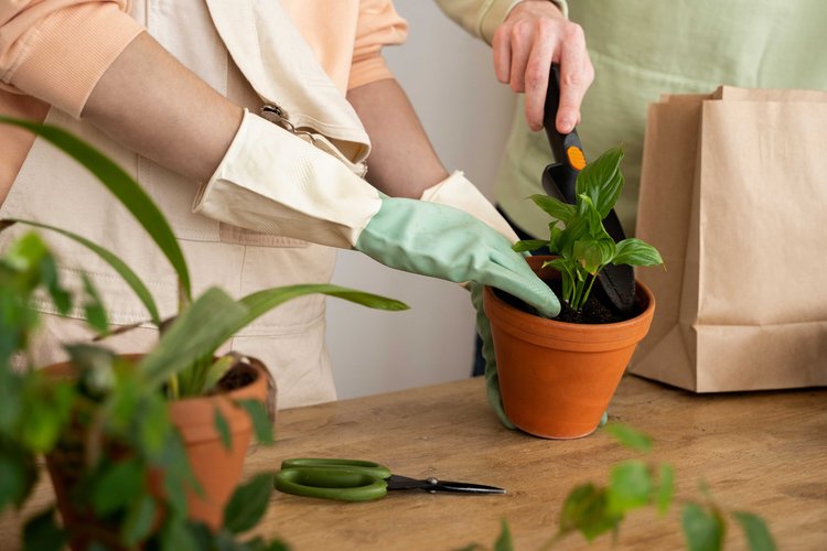 টবের মাটিতে ভার্মি কম্পোস্ট, খৈল, জৈব সার বা গোবর সার মিশিয়ে দিতে পারেন। ছবি: ফ্রিপিক