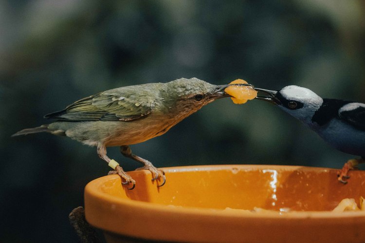 বারান্দায় বা আঙিনায় দেশি গাছ লাগিয়ে এবং নিরাপদ পানির আধার রেখে পাখিদের আমন্ত্রণ জানান। ছবি: পেক্সেলস