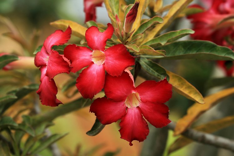 মরুভূমির গোলাপ নামে পরিচিত এই গাছের কাণ্ডসহ সব অংশ বিষাক্ত। ছবি: পেক্সেলস