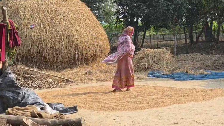উঠানে ধান শুকাচ্ছেন গৃহিণী। ছবি: আজকের পত্রিকা