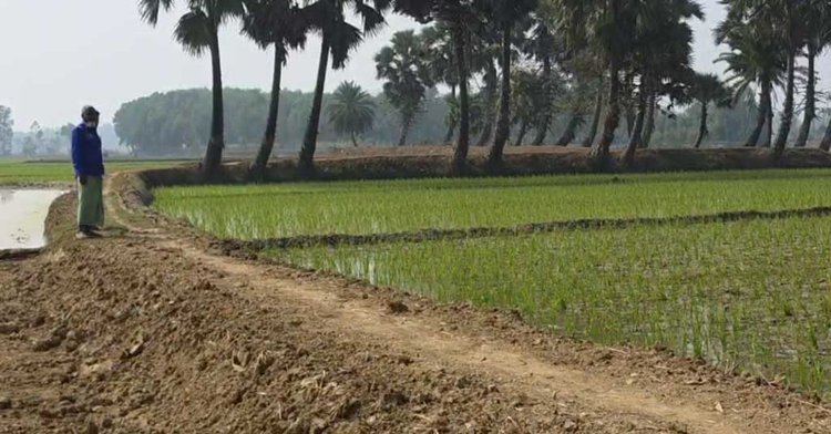 চারদিকে সবুজ ফসলের মাঠ আর নীরব প্রকৃতির মাঝখানে দাঁড়িয়ে আছেন গ্রাম পুলিশ সদস্য। ছবি: আজকের পত্রিকা