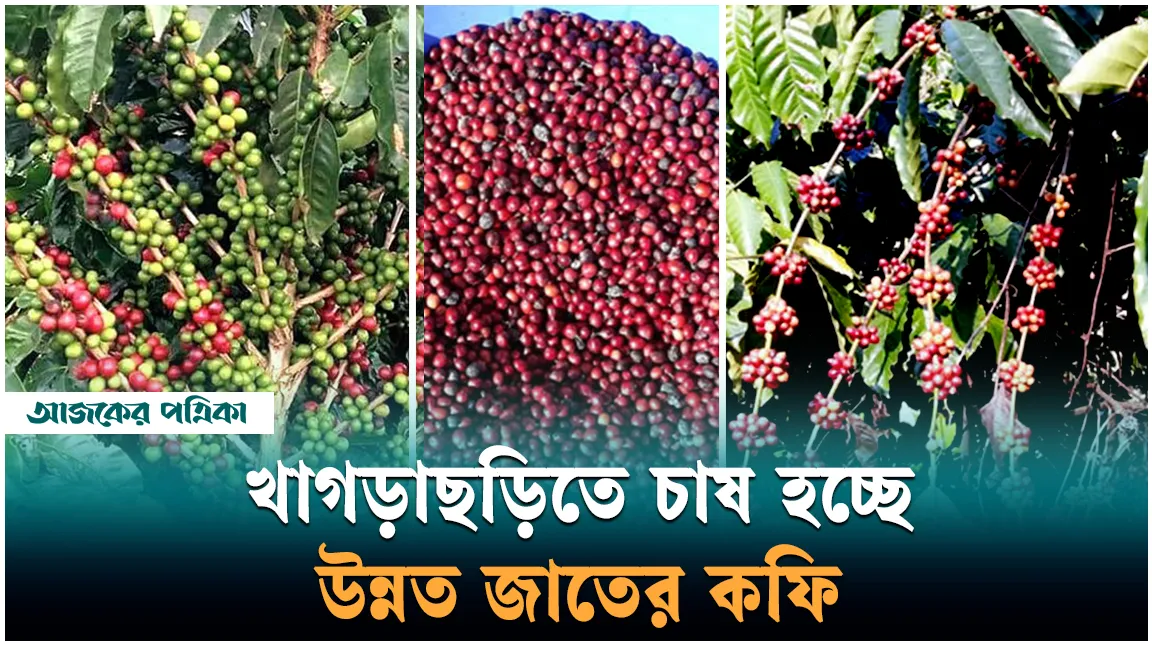 খাগড়াছড়ির পানছড়ির পাহাড়ে কফি চাষে উজ্জল সম্ভাবনা