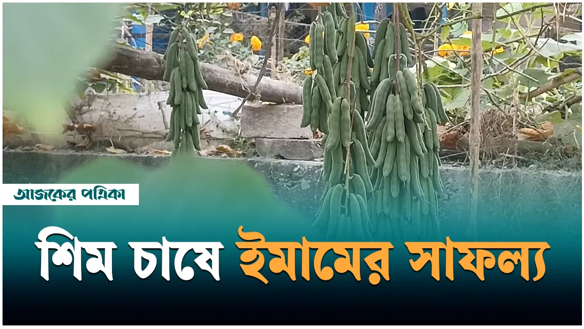 লঞ্চ কর্মচারী বনে গেলেন কৃষক, শিম চাষে ইমামের চোখধাঁধানো সফল্য