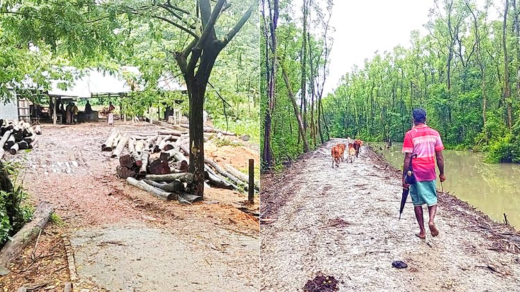বরগুনা সদর উপজেলার বাবুগঞ্জ ইউনিয়নের গোড়াপদ্ম এলাকায় সংরক্ষিত বনের পাশে স্থাপিত করাতকল (বাঁয়ে)। একই এলাকায় বন কেটে কাঁচা সড়ক নির্মাণ (ডানে)। ছবি: আজকের পত্রিকা