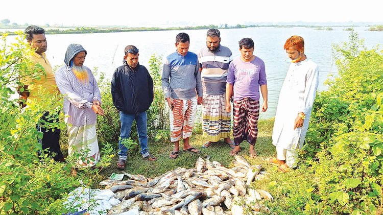 গোবিন্দপাড়া ইউনিয়ন পরিষদের (ইউপি) চেয়ারম্যান হাবিবুর রহমানের ইজারা নেওয়া দিঘিতে সম্প্রতি বিষ দিয়ে মেরে ফেলা হয় মাছ। ছবি: আজকের পত্রিকা