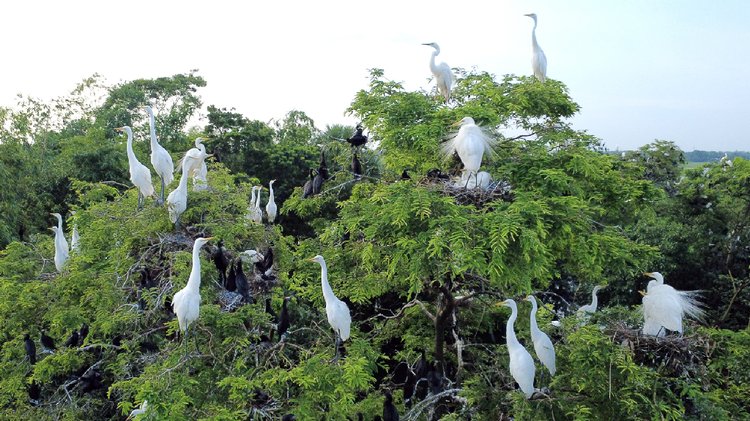 পাখির কলকাকলিতে নিত্য সকাল হয় এখানে। সন্ধ্যা নামে পাখির ডানায় ভর করে। ছবি: আজকের পত্রিকা