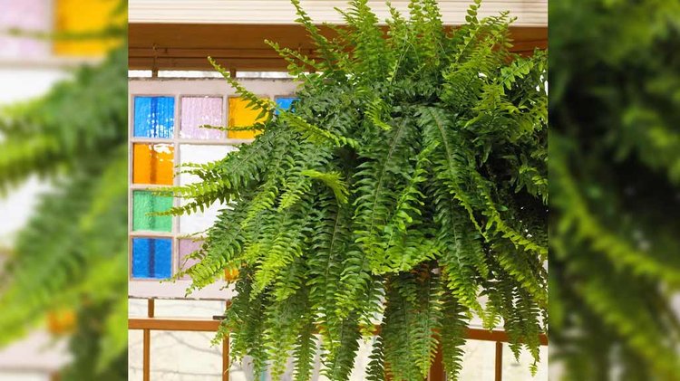 প্রাকৃতিকভাবে ঘর আর্দ্র ও শীতল রাখতে ব্যাম্বু পাম দারুণ কাজ করে। ছবি: পেক্সেলস