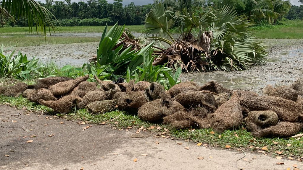বাবুই পাখির কান্না কেউ শুনল না, কেটে ফেলা হলো তালগাছটি