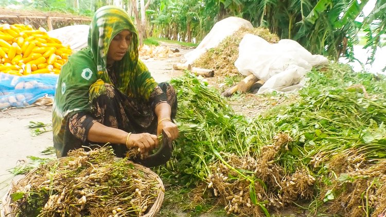 রংপুরের গঙ্গাচড়ায় গাছ থেকে কেটে আলাদা করা হচ্ছে বাদাম। ছবি: আজকের পত্রিকা