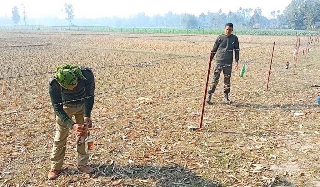 কাঁটাতারের বেড়ায় এবার মদের বোতল ঝুলাচ্ছে বিএসএফ