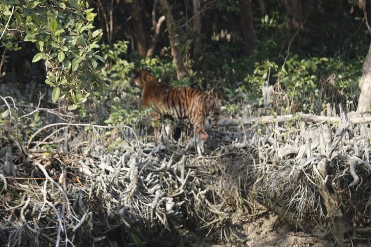 বাঘ-সুন্দরবনের কটকার বেতমোড় খালে বাঘ। ছবি: আজকের পত্রিকা