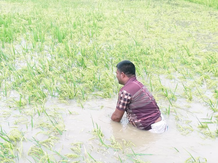 পানিতে ডুবে যাওয়ায় কাঁচা ধান কাটছেন কৃষক বাতেন। ছবি: আজকের পত্রিকা