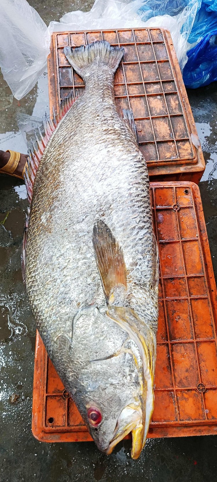 আজ সকালে বাগেরহাটের কেবি বাজার মৎস্য অবতরণ কেন্দ্রে মিরাজ হাওলাদারের আড়তে উন্মুক্ত নিলামে মাছটি বিক্রি হয়। ছবি: আজকের পত্রিকা