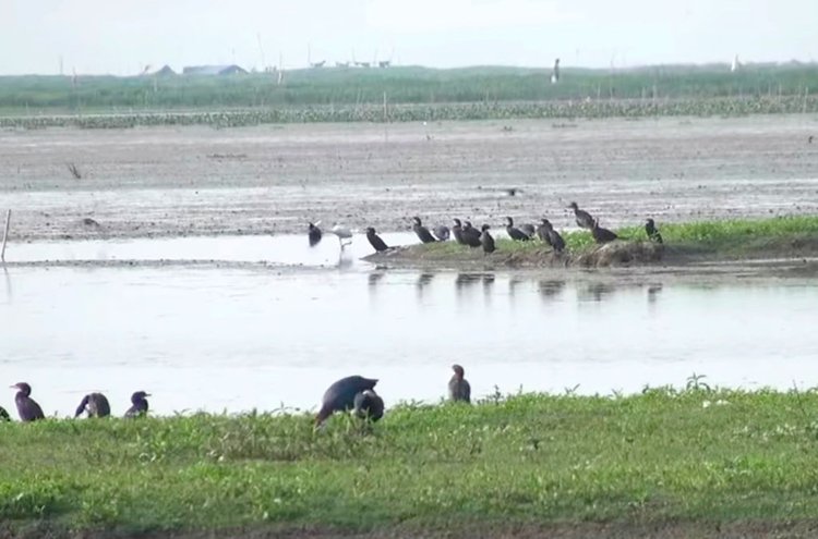 বাইক্কা বিল। ছবি: আজকের পত্রিকা