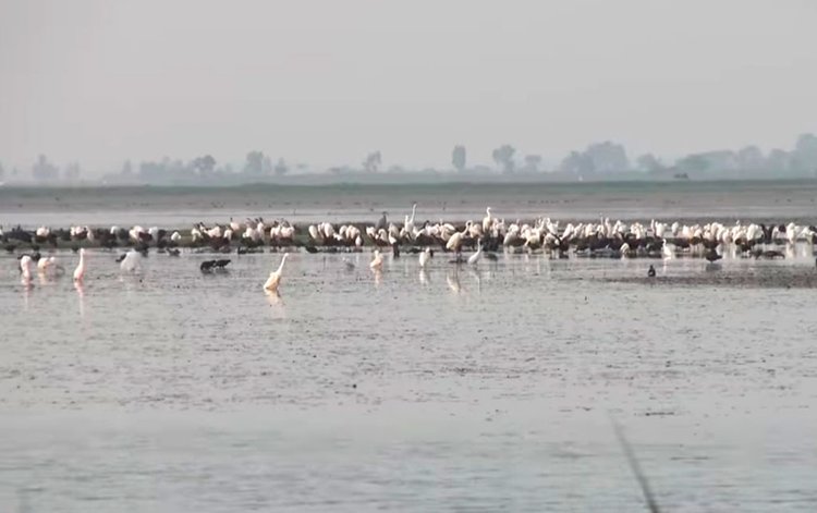 বাইক্কা বিল। ছবি: আজকের পত্রিকা