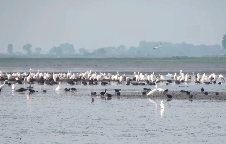 বাইক্কা বিল। ছবি: আজকের পত্রিকা