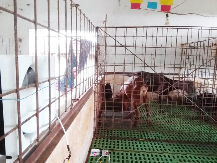 বিশ্ববিদ্যালয়ের একটি পোলট্রি খামারে ব্যবহার করা হচ্ছে এই নির্ভর হিট স্ট্রেস সিস্টেম। ছবি: আজকের পত্রিকা