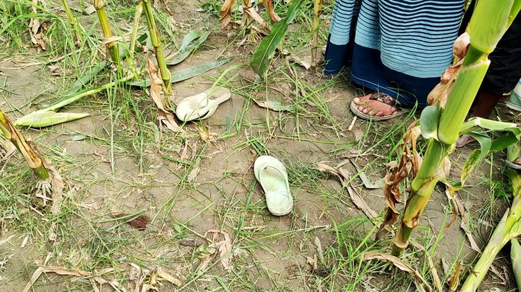 বালিয়াডাঙ্গীতে লাশের প্রায় ৩০০ গজ দূরে ভুট্টাখেতে পড়ে ছিল গৃহবধূর জুতা। আজ সোমবার সকালে দুওসুও ইউনিয়নের সনগাঁও গ্রামে। ছবি: আজকের পত্রিকা