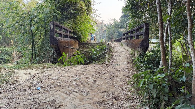 নাইক্ষ্যংছড়ি উপজেলার বাইশারী ইউনিয়নে ১৩ বছর ধরে ভাঙা অবস্থায় পড়ে আছে সেতুটি। ছবি: আজকের পত্রিকা