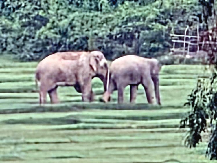 বাড়ির দেয়াল ভেঙে ফল বাগান নষ্ট করেছে বন্য হাতির পাল। ছবি: আজকের পত্রিকা
