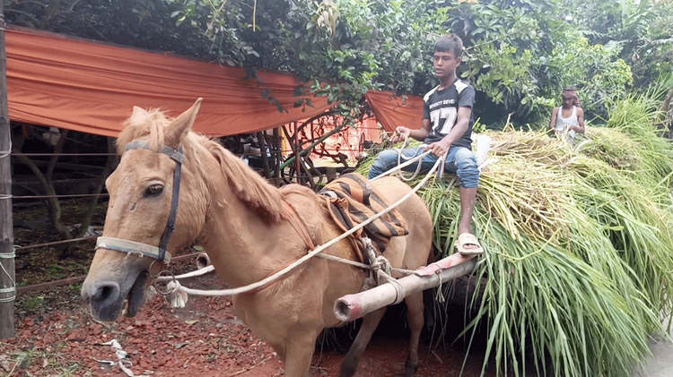 গরুর জন্য খাবার সংগ্রহ করতে ঘোড়ার গাড়ী বাহন হিসেবে ব্যবহার করা হয়। ছবি: আজকের পত্রিকা