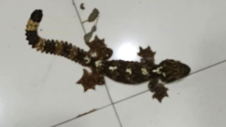 তক্ষক। ছবি: সংগৃহীত