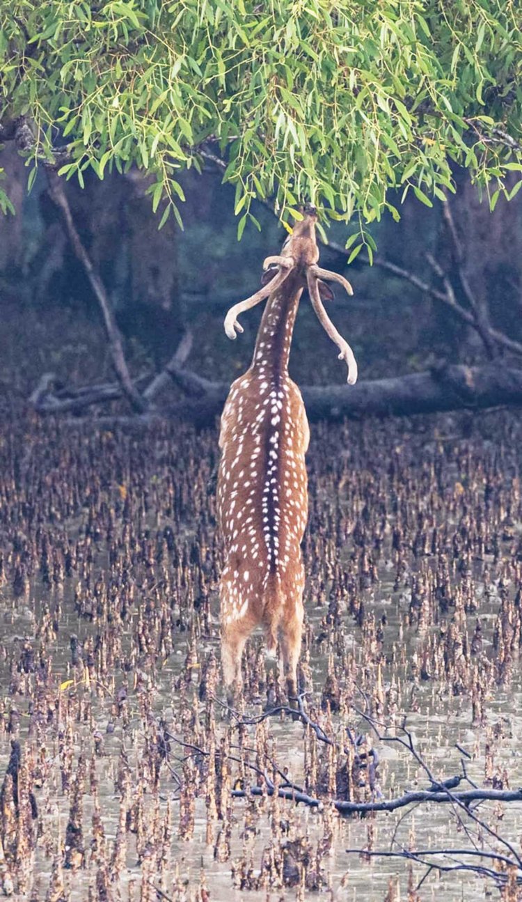 ছবি: মৌসুমি সিরাজ স্মৃতি