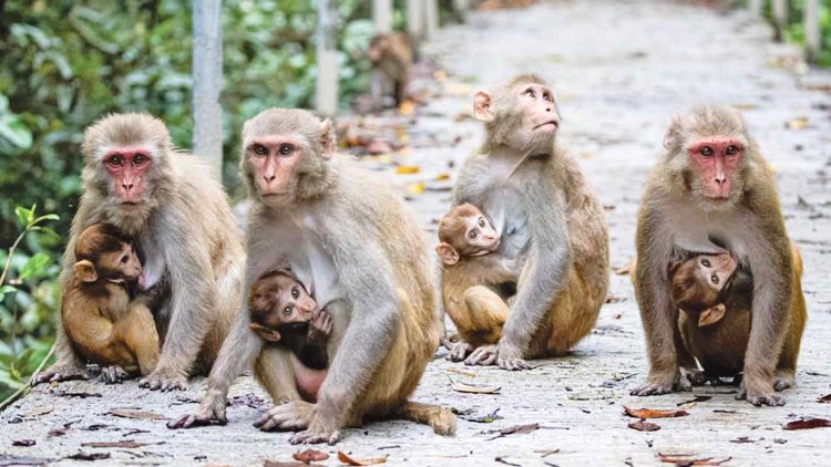 ছবি: মৌসুমি সিরাজ স্মৃতি