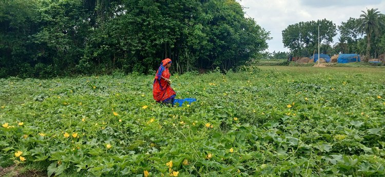বিস্তীর্ণ মাঠজুড়ে ফসল ফলানো হচ্ছে মানববর্জ্য থেকে উৎপাদিত সার ব্যবহার করে। ছবি : আজকের পত্রিকা