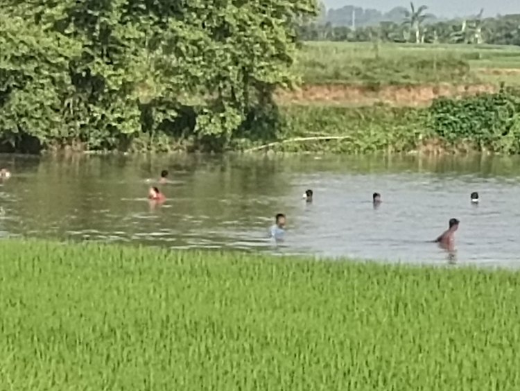 পুকুরে বিষ প্রয়োগ করে মাছ মেরে জাল দিয়ে সব মাছ নিয়ে যাওয়া হয়। ছবি: সংগৃহীত