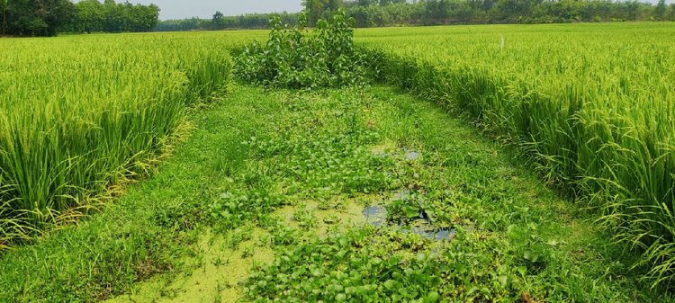 শ্রীপুর উপজেলার গাজীপুর ও মাওনা ইউনিয়নের সীমান্ত ঘেঁষে প্রবাহিত ছিল স্বচ্ছ জলের খাল ‘চিংড়ি’। চার কিলোমিটার দীর্ঘ এ খালের বেশির ভাগ অংশ এখন ফসলের জমি। ছবি: আজকের পত্রিকা