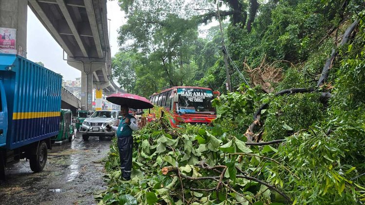 টানা বৃষ্টিতে চট্টগ্রাম নগরীর টাইগারপাস সড়কে গাছ উপড়ে পড়ে। এতে কিছু সময়ের সময় যান চলাচল বন্ধ হয়ে যায়। আজ মঙ্গলবার দুপুরে তোলা। ছবি: আজকের পত্রিকা