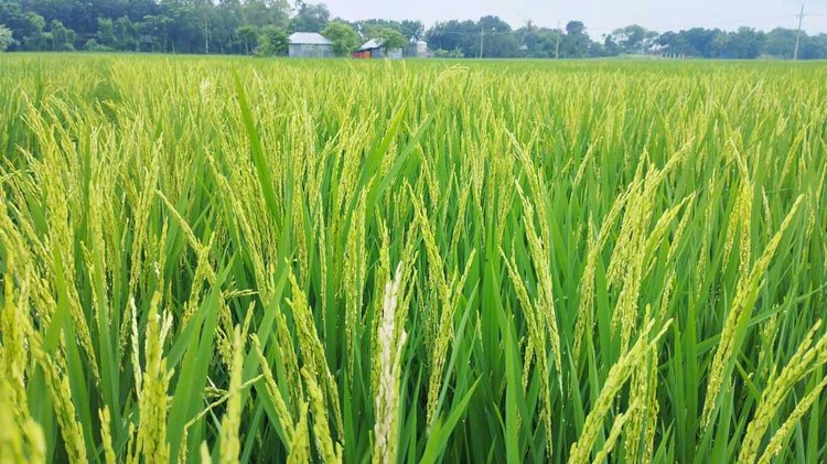 চাটমোহর উপজেলার ৮টি ইউনিয়ন ও পৌরসভা মিলে ১ হাজার ৪৫০ হেক্টর জমিতে রোপা আউশের চাষ হয়েছে। ছবি: আজকের পত্রিকা
