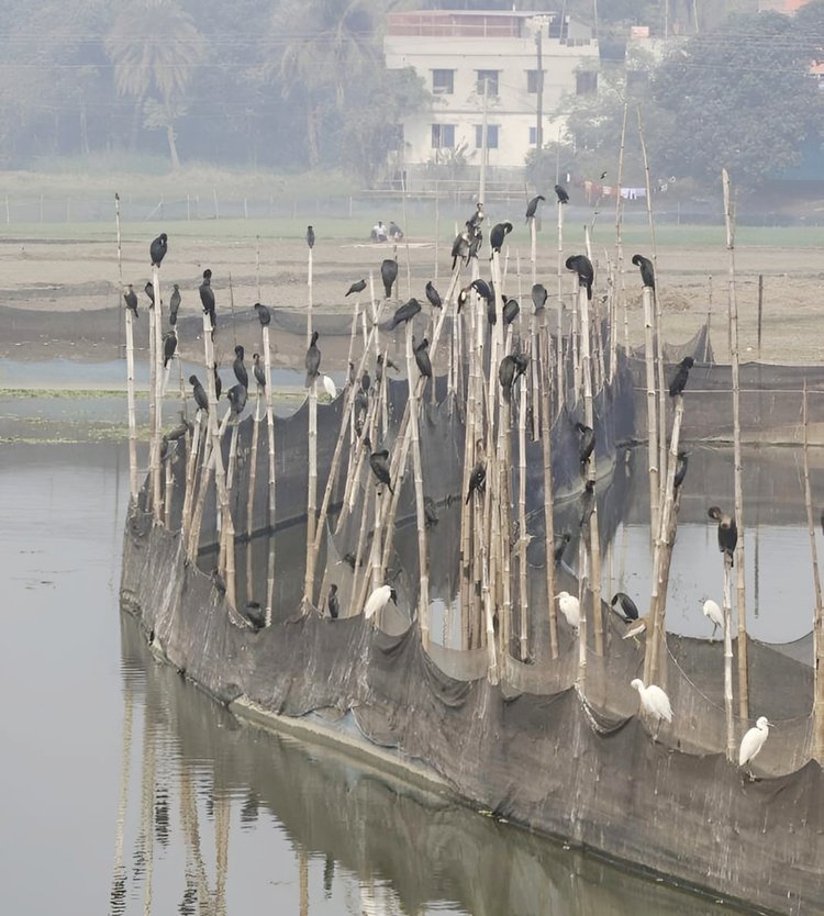 প্রতিবছরের মতো এবারও দেশের সর্ববৃহৎ চলনবিলে নানা প্রজাতির পরিযায়ী পাখির আগমন শুরু হয়েছে। ছবি: আজকের পত্রিকা