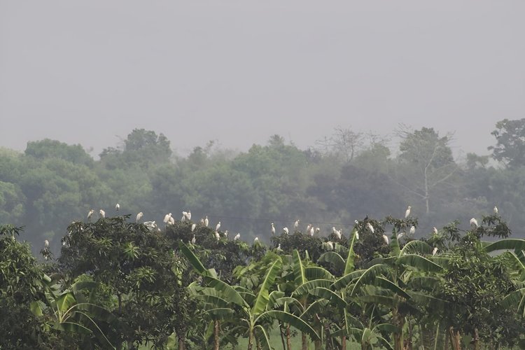 হাজার মাইল পথ পাড়ি দিয়ে খাবারের সন্ধানে ঝাঁকে ঝাঁকে নেমেছে পরিযায়ী পাখি। ছবি: আজকের পত্রিকা