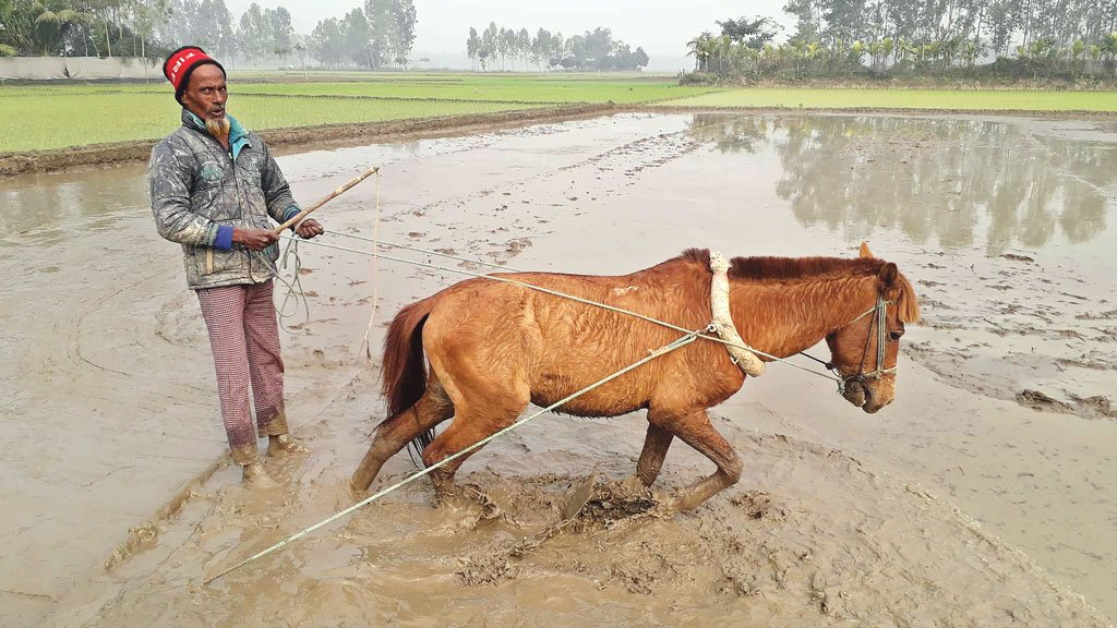 ঘোড়ায় হালচাষ, তাতেই সংসার