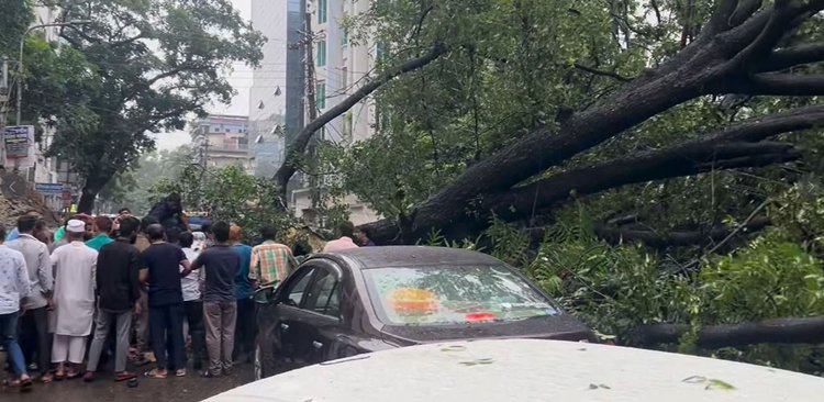 গাছটির চাপায় চারটি গাড়িও ক্ষতিগ্রস্ত হয়েছে। ছবি: আজকের পত্রিকা