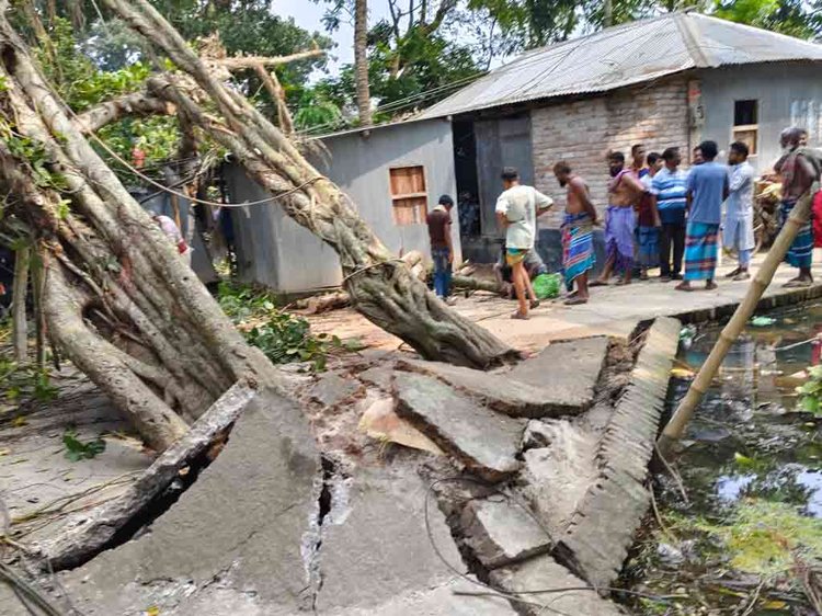 সিসি ঢালাই সড়কের পাশে ভ্যানচালক শহীদ শেখের বাড়ির ওপর বিশাল বটগাছটি পড়ে আছে। ছবি: আজকের পত্রিকা