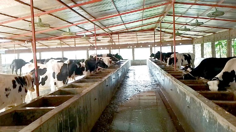 দৌলতপুরের ফিলিপনগর এলাকার ‘এন এস আর অ্যাগ্রো ফার্মে’ কোরবানির জন্য প্রস্তুত গবাদিপশু। ছবি: আজকের পত্রিকা