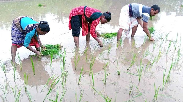 আমন রোপনে ব্যস্ত সময় পার করছেন কৃষক-কিষাণী। ফুলবাড়ী উপজেলার শিবনগর ইউনিয়নের দাদপুর মালিপাড়া থেকে সকালে তোলা। ছবি: আজকের পত্রিকা