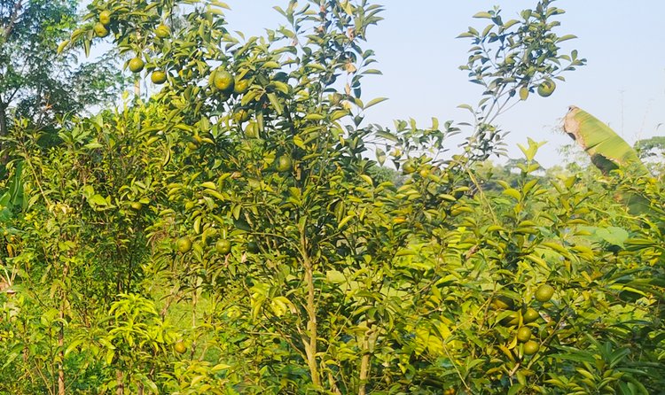 থোকায় থোকায় ঝুলে থাকা সবুজ-হলুদ রঙের কমলাগুলো দৃষ্টি আকর্ষণ করছে বাগানে আসা প্রতিটি দর্শনার্থীর। ছবি: আজকের পত্রিকা