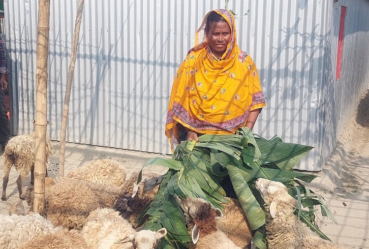 ভেড়া পালন করে স্বাবলম্বী হওয়ার স্বপ্ন আসমা বেগমের। ছবি: আজকের পত্রিকা